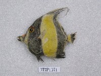 藏品(角鐮魚)的圖片